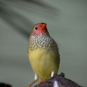 Star Finch