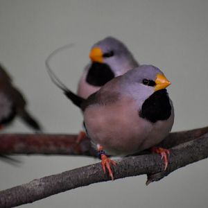 Long-tailed Finches