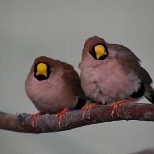 Masked Finches