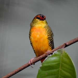 Orange-breasted Waxbill