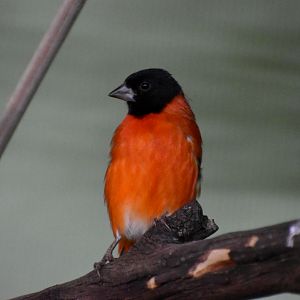 Red Siskin