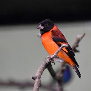 Red Siskin