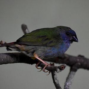 Tricoloured Parrotfinch