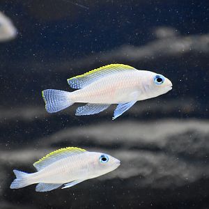 Neolamprologus caudopunctatus