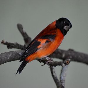 Red Siskin