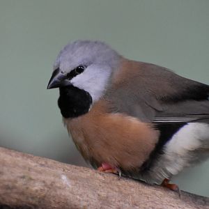Black-throated Finch
