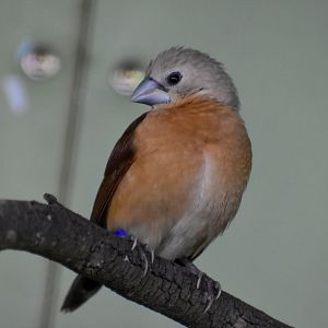 Yellow-rumped Mannikin