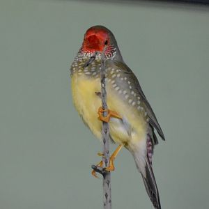 Star Finch