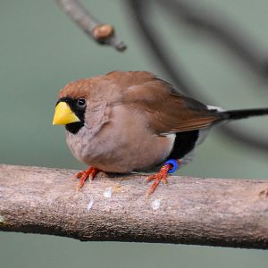 Masked Finch