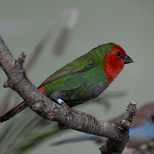Red-throated Parrotfinch