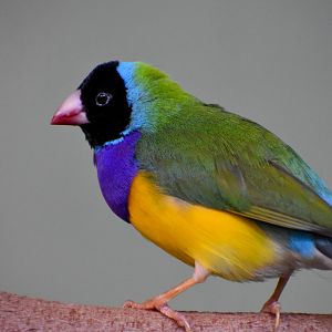 Gouldian Finch