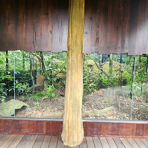 Sunda Pangolin mixed species Exhibit- Pangolin Trail