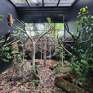 Buffy Fish Owl exhibit- Pangolin Trail