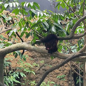 Spotted Giant Flying Squirrel (Petaurista elegans)