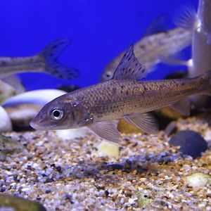 Spotted Steed (Hemibarbus maculates)