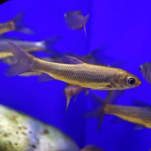 Barbel Chub (Squaliobarbus curriculus)