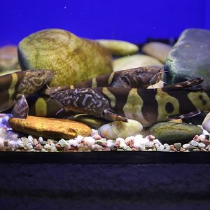 Elongate Loach (Leptobotia elongata)