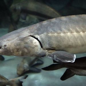 Chinese Sturgeon (Acipenser sinensis)