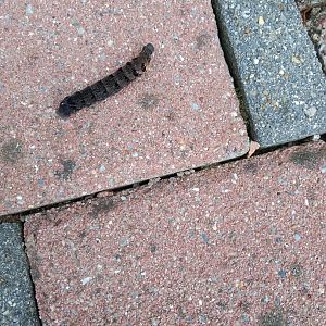 Caterpillar species in Ireland