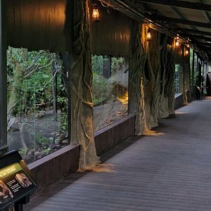 Pangolin Trail - Pangolin, Civets and Leopard Cat mixed exhibits