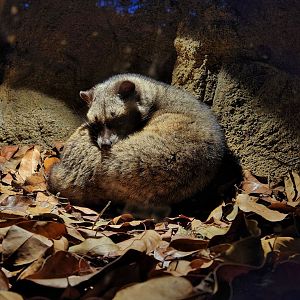 Sumatran Palm Civet (Paradoxurus musangus)