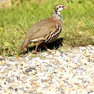 Red Legged Partridge - 2024
