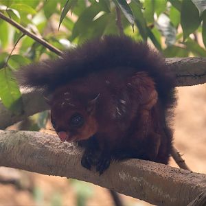 Spotted Giant Flying Squirrel