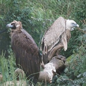 Cinereous vulture (Aegypius monachus) and Western Eurasian griffon vulture (Gyps fulvus fulvus), 2023-02-19