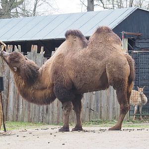 Domestic Bactrian camel (Camelus bactrianus), 2023-02-19