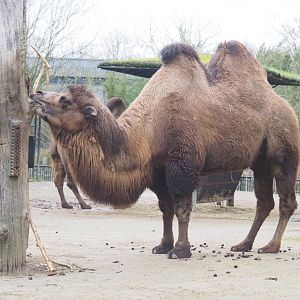 Domestic Bactrian camel (Camelus bactrianus), 2023-02-19