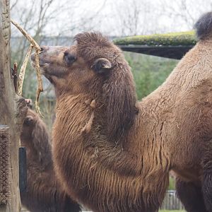 Domestic Bactrian camel (Camelus bactrianus), 2023-02-19