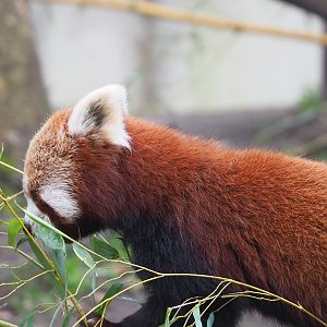 Nepalese red panda (Ailurus fulgens), 2023-02-19