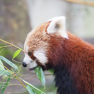 Nepalese red panda (Ailurus fulgens), 2023-02-19