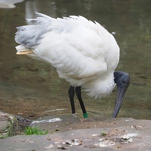 Black-headed ibis (Threskiornis melanocephalus), 2023-02-19