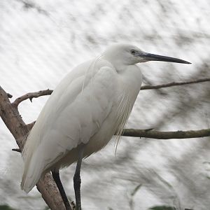 Little egret (Egretta garzetta garzetta), 2023-02-19