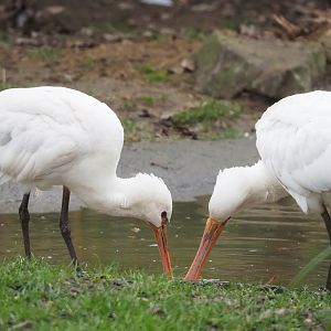 Juvenile Eurasian spoonbills (Platalea leucorodia), 2023-02-19