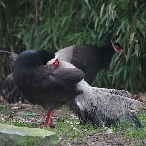 Brown eared pheasant (Crossoptilon mantchuricum), 2023-02-19