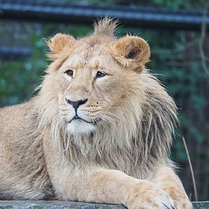 Juvenile Asiatic lion Wishu (Panthera leo persica), 2023-02-19