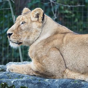 Asiatic lion (Panthera leo persica), 2023-02-19