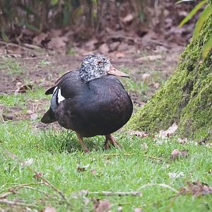 White-winged wood duck (Asarcornis scutulata), 2023-02-19