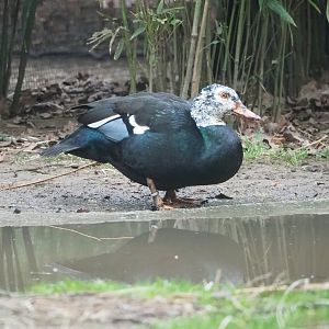 White-winged wood duck (Asarcornis scutulata), 2023-02-19