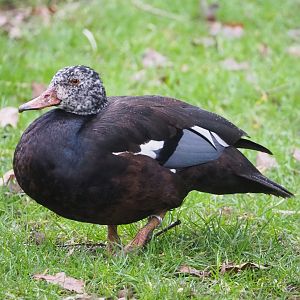 White-winged wood duck (Asarcornis scutulata), 2023-02-19