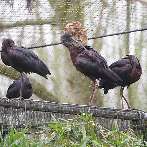 Glossy ibises (Plegadis falcinellus), 2023-02-19
