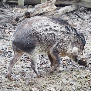 Negros Visayan warty pig (Sus cebifrons negrinus), 2023-02-19