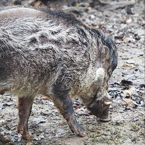 Negros Visayan warty pig (Sus cebifrons negrinus), 2023-02-19