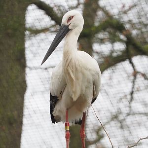 Oriental white stork (Ciconia boyciana), 2023-02-19