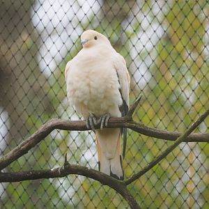 Pied imperial pigeon (Ducula bicolor), 2023-02-19