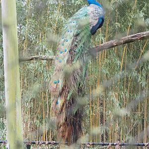 Blue peafowl (Pavo cristatus), 2023-02-19