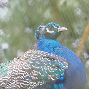 Blue peafowl (Pavo cristatus), 2023-02-19
