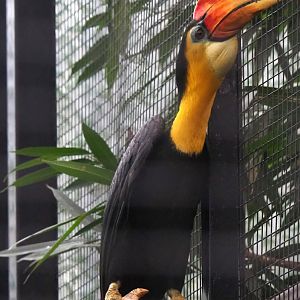 Sunda wrinkled hornbill (Rhabdotorrhinus corrugatus), 2023-02-19